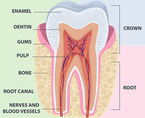 Root Canal Treatment